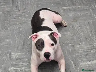 Staffordshire Bull Terrier dogs Looking for girl to breed - Advert 1