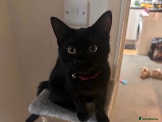 Bombay cats Cute black mixed breed cat- ready to leave asap - Advert 2