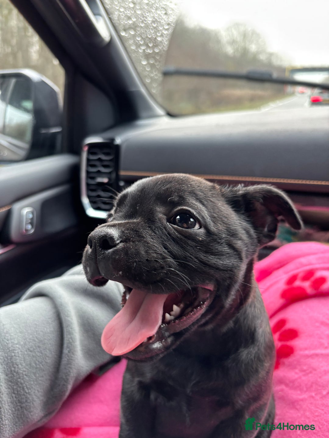 Staffordshire Bull Terrier dogs for sale: 9 week old girl looking for home - Advert 3
