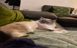 Ragdoll cats for sale: Super affectionate male ragdoll house cat - Advert 2