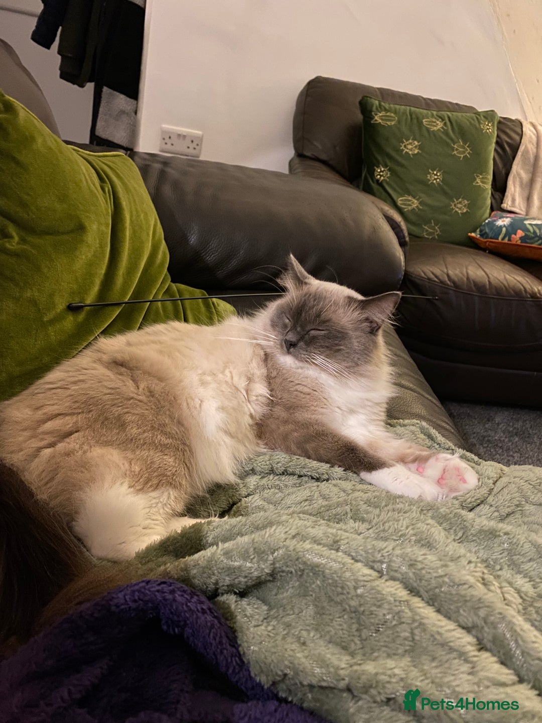 Ragdoll cats for sale: Super affectionate male ragdoll house cat - Advert 2