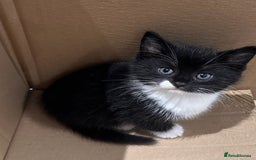 Mixed Breed cats for sale: 7 beautiful kittens available. - Image 5
