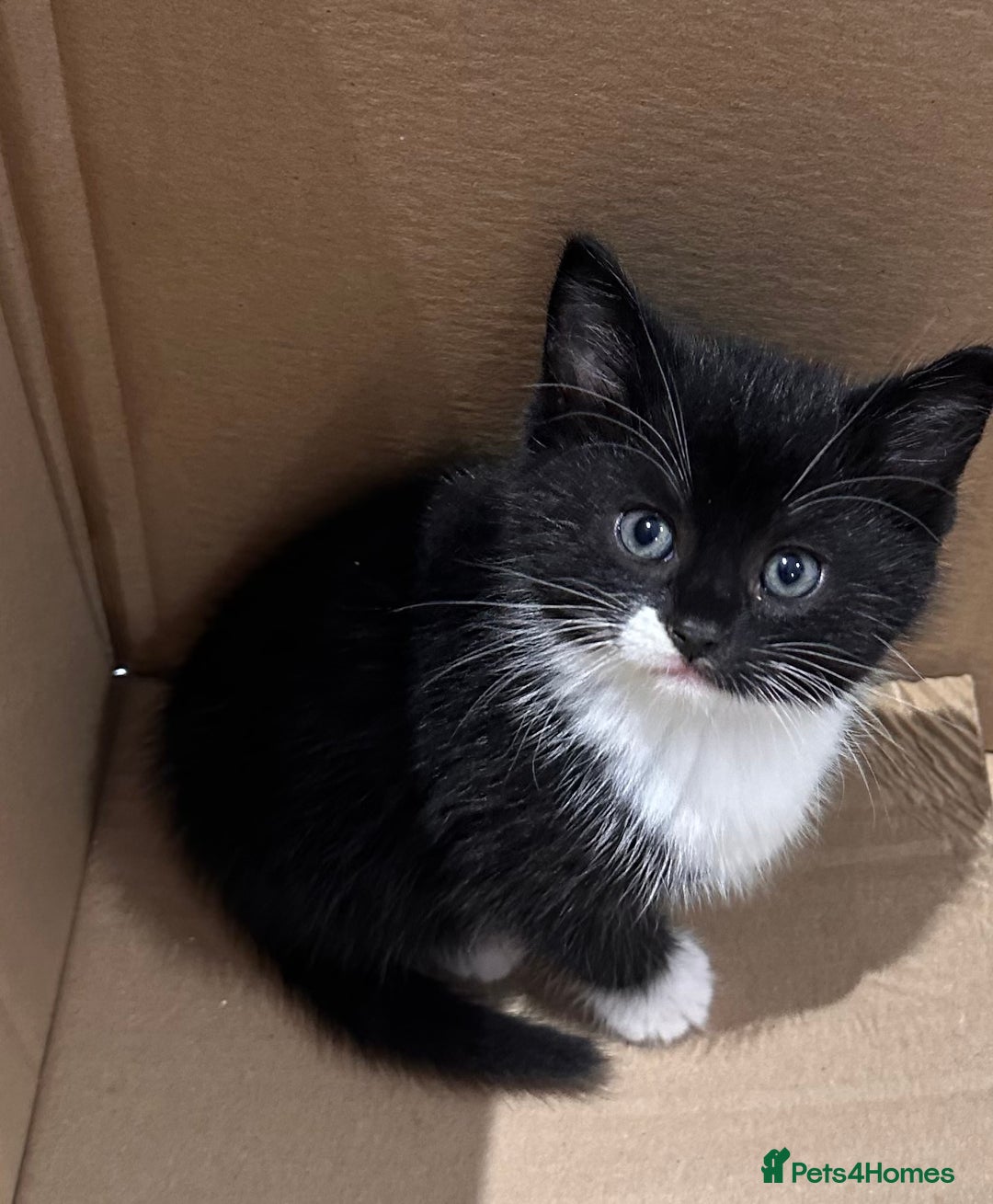 Mixed Breed cats for sale: 7 beautiful kittens available. - Image 5