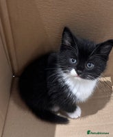 Mixed Breed cats - Advert 3