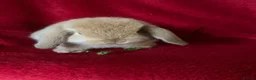 Mini Lop rabbits for sale: Adorable Mini Lop Rabbits - Advert 4