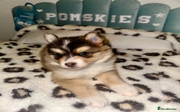 Pomsky dogs for sale: Family-Raised Pomsky Pups - Advert 23