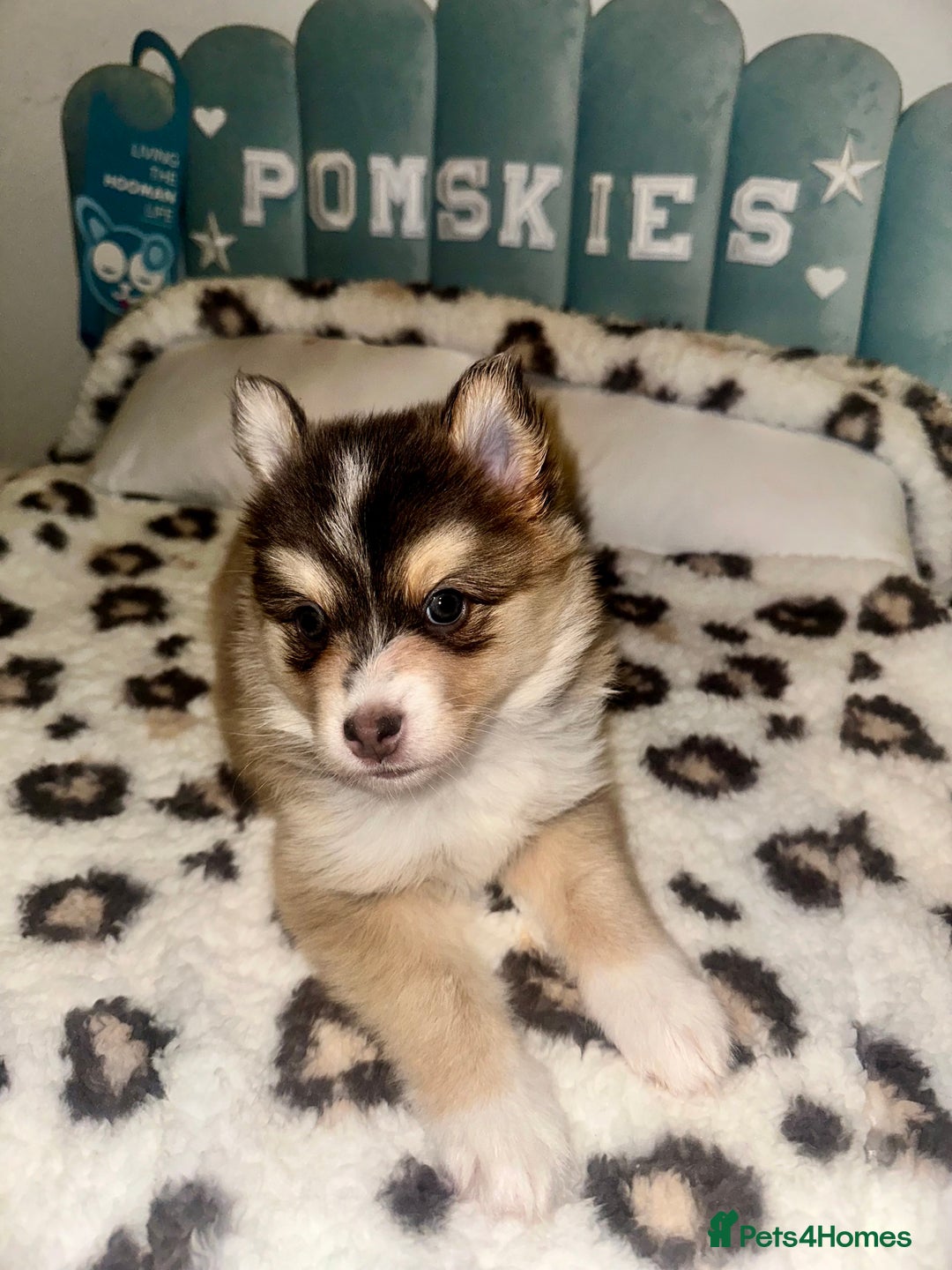 Pomsky dogs for sale: Family-Raised Pomsky Pups - Advert 23
