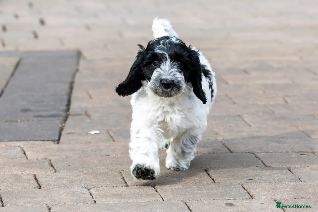 Cockapoo dogs for sale: F1 cockapoo puppies - Advert 2