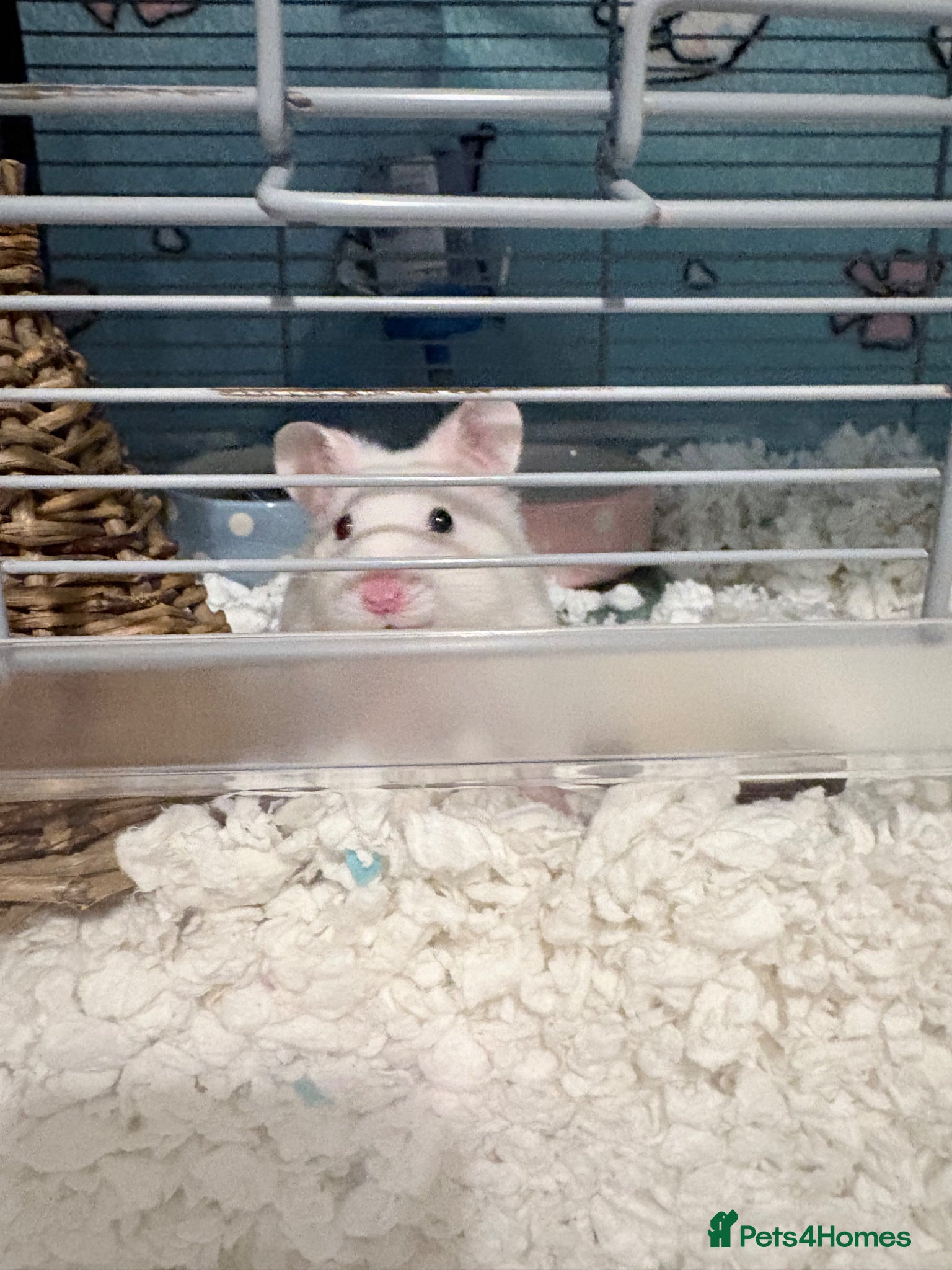 Hamster rodents for sale: Syrian hamster cage and all accessories included  - Advert 13