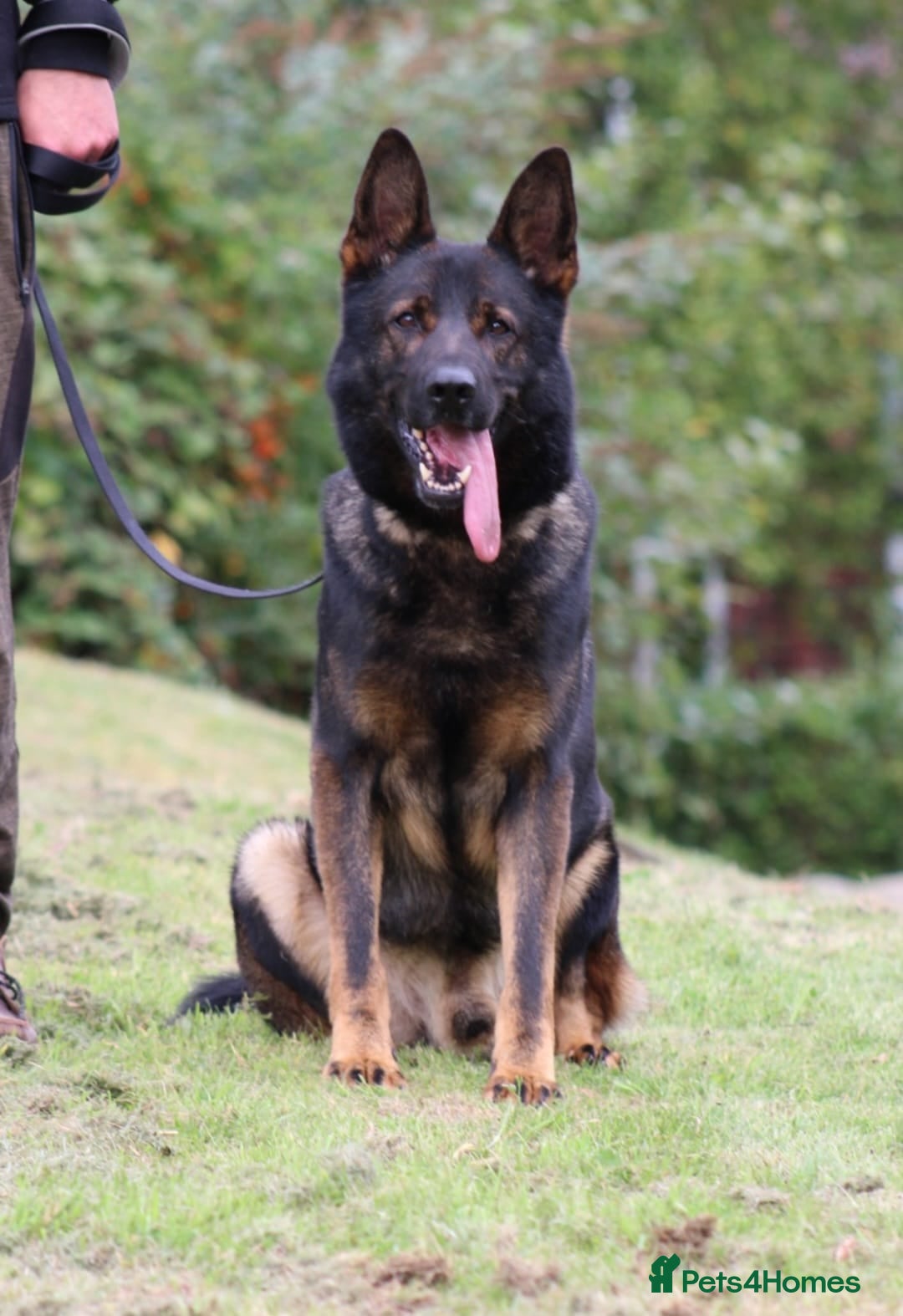 German Shepherd dogs for sale: 15 week old female German Sheppard  - Image 13