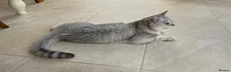 British Shorthair cats for sale: Beautiful and Calm British Shorthair Kitten - Advert 4