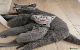 British Shorthair cats for sale: 🐾 Adorable Kittens Looking for Forever Homes 🐾 - Image 12