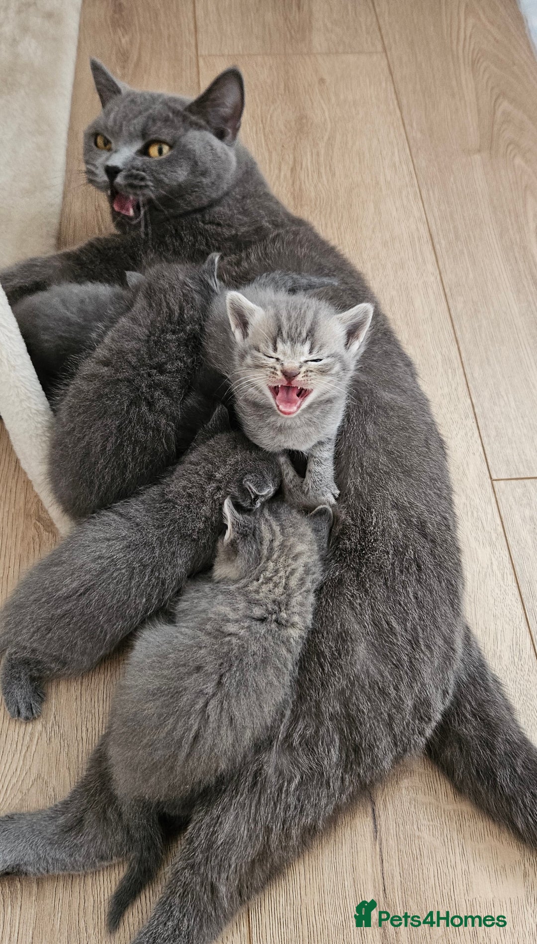 British Shorthair cats for sale: 🐾 Adorable Kittens Looking for Forever Homes 🐾 - Image 12