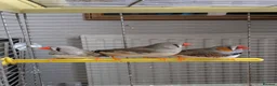 Finches birds for sale: 3 Zebra Finches  in Llandrindod Wells - Advert 3
