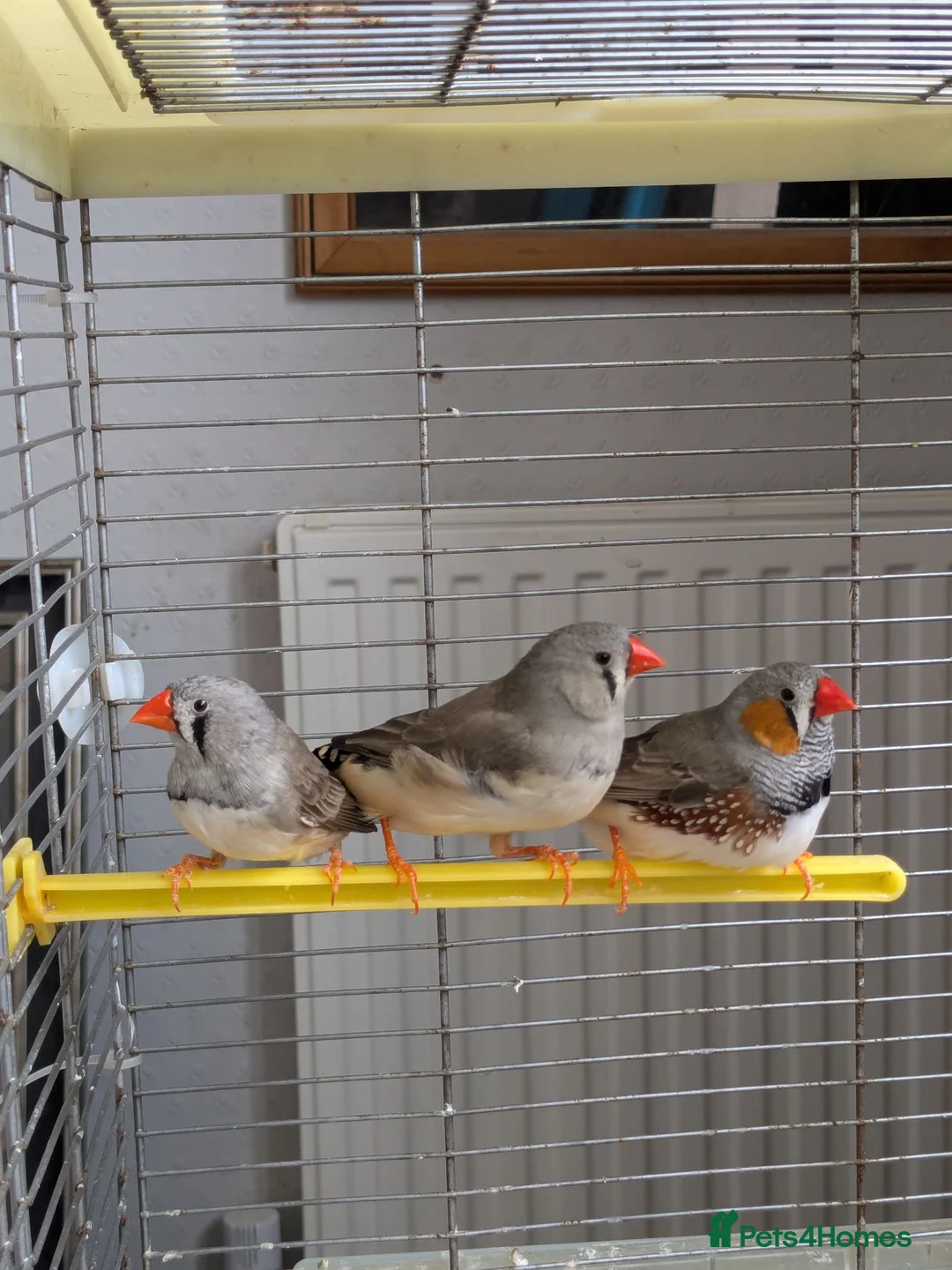 Finches birds for sale: 3 Zebra Finches  in Llandrindod Wells - Advert 3