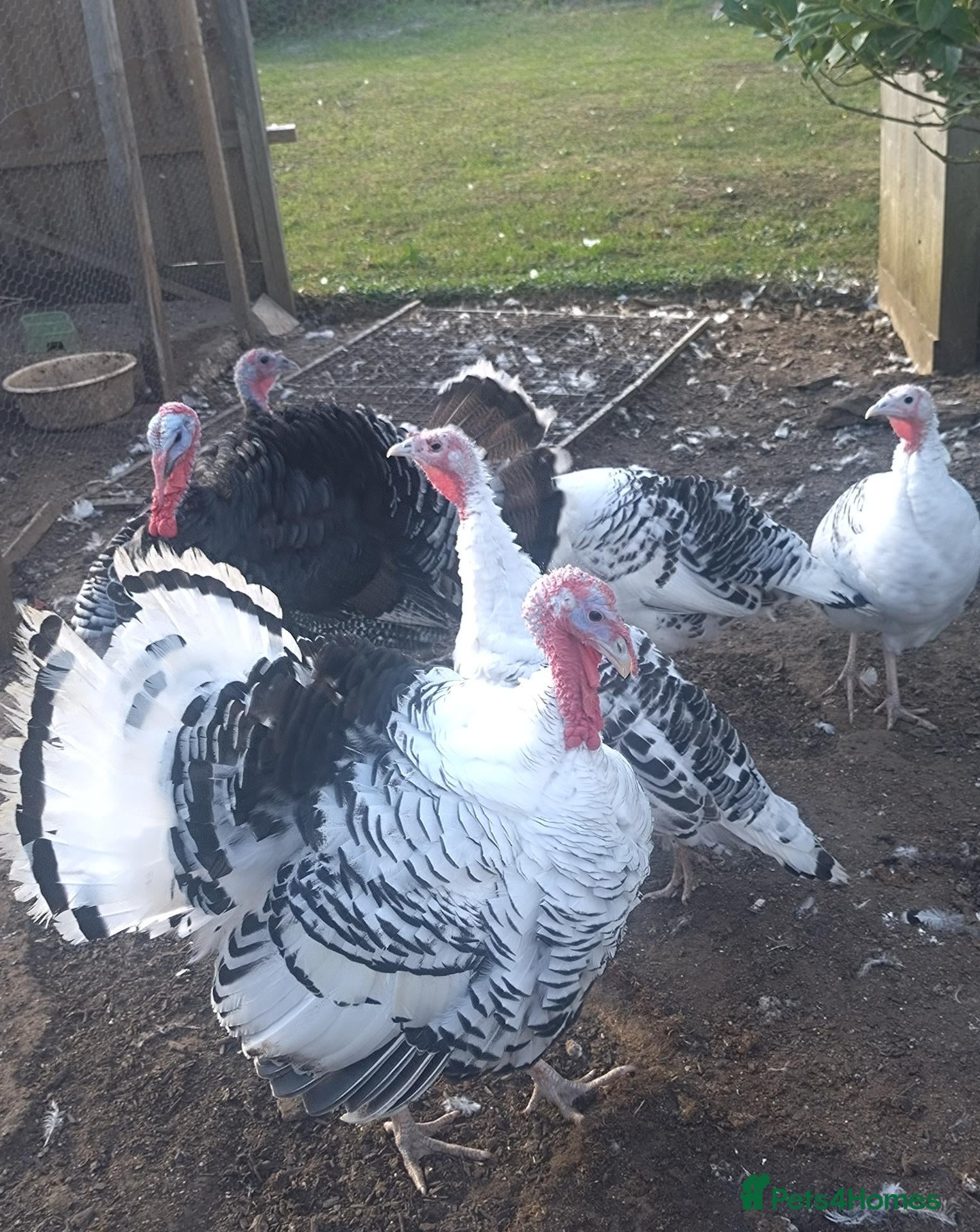 Turkeys poultry Crollwitzer turkeys  - Advert 9