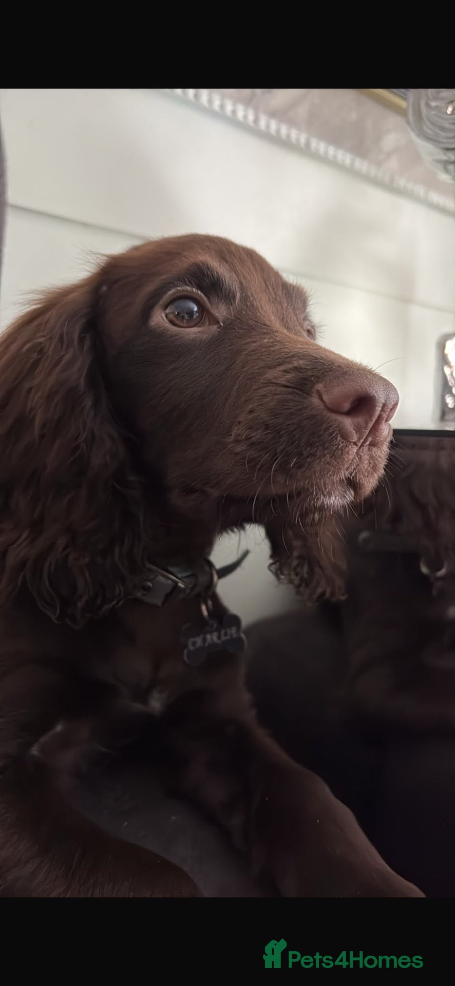 Cocker Spaniel dogs for sale: Cocker spaniel puppy - Advert 4