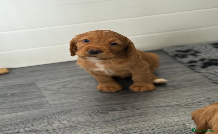 Cocker Spaniel dogs - Advert 2
