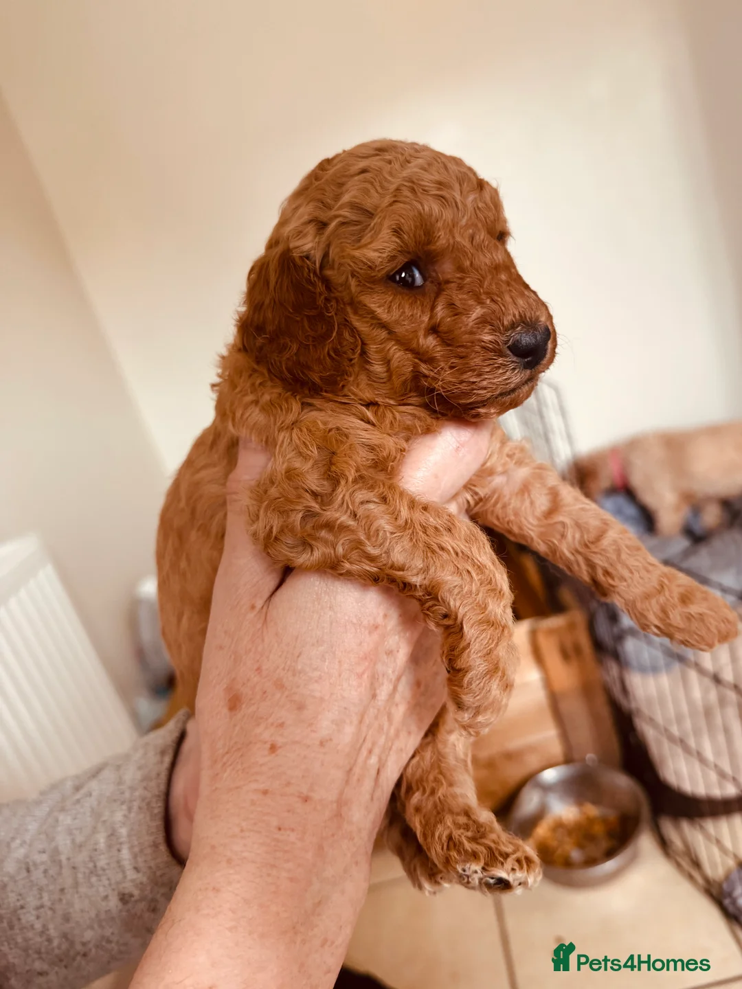 Labradoodle dogs for sale: F2bs labradoodle puppies  - Advert 6