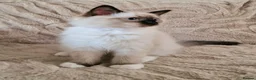 Ragdoll cats for sale: 2 Beautiful Ragdoll Kittens - Advert 21