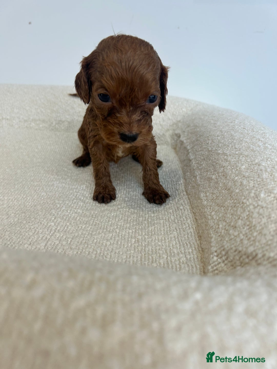 Cockapoo dogs for sale: Amazing mix of colours F1 Cockapoo pups - Image 3