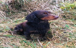 Cocker Spaniel dogs for sale: Cocker spaniel puppies (show type X working dog)  - Image 11