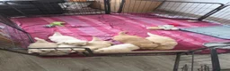Golden Retriever dogs for sale: 🐶 Beautiful golden retriever puppies 🐶  - Advert 11
