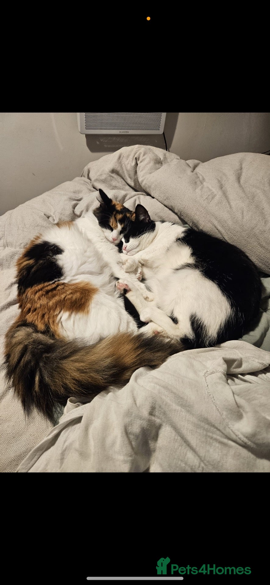 Mixed Breed cats Affectionate Mixed breed kittens for sale - Advert 3