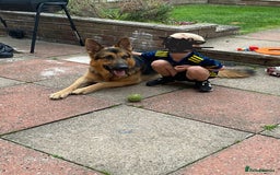 German Shepherd dogs for sale: German Shepherd - Image 3