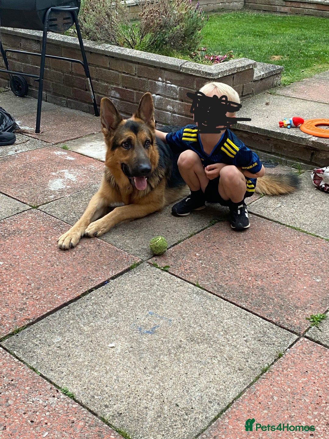 German Shepherd dogs for sale: German Shepherd - Image 3