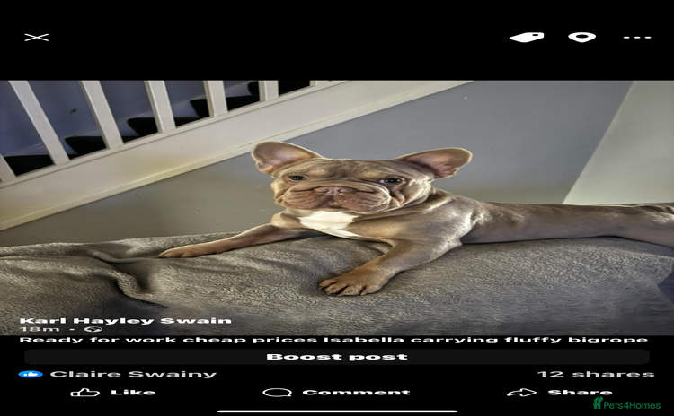 French Bulldog dogs French bulldog Isabella  **  carrying fluffy  - Advert 10