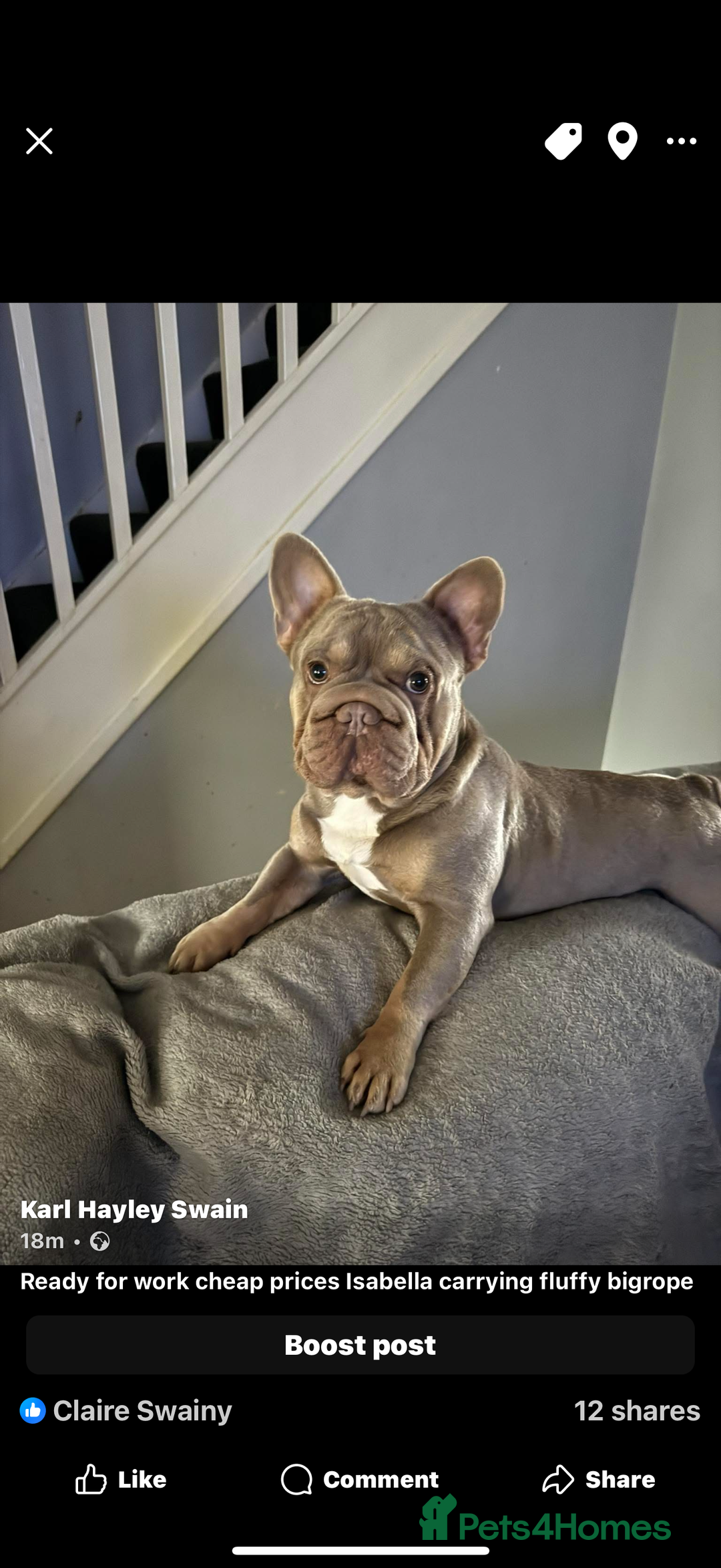 French Bulldog dogs for stud: French bulldog Isabella  **  carrying fluffy  - Advert 1