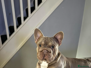 French Bulldog dogs French bulldog Isabella ** carrying fluffy - Advert 23