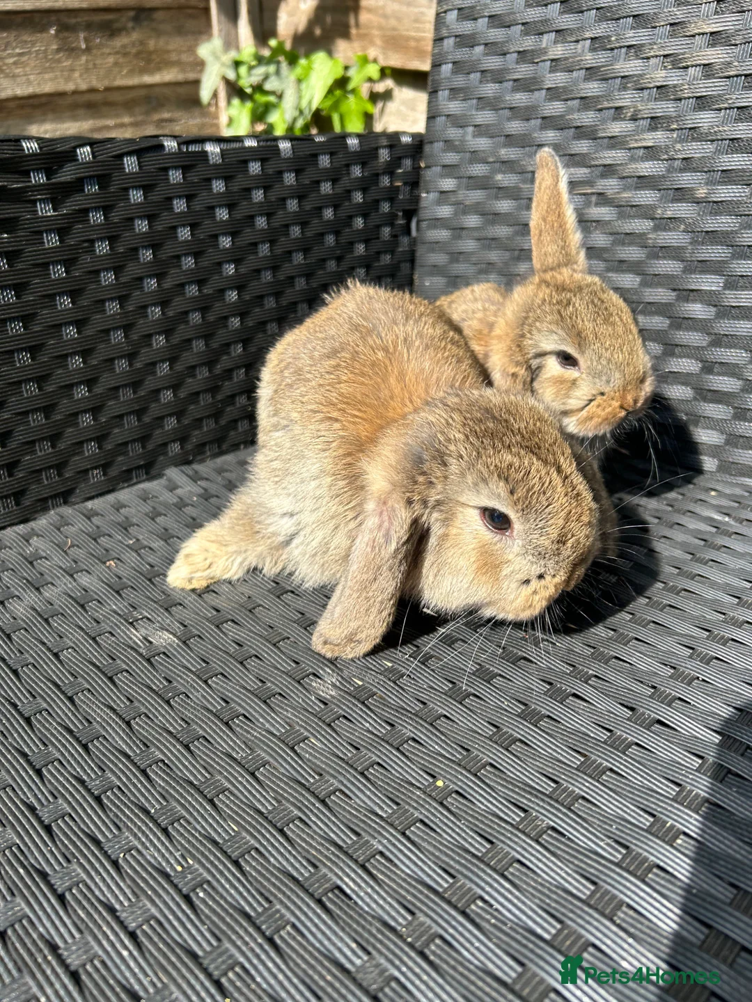 French Lop rabbits for sale: Baby rabbits  in Doncaster - Advert 2