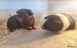 Guinea Pig rodents for sale: Pair of Male Guinea Pigs  - Image 1