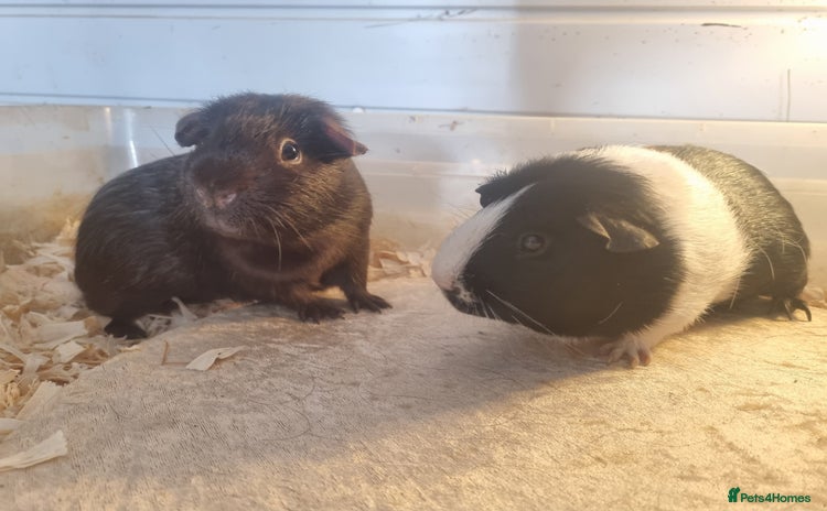 Guinea Pig rodents - Advert 1