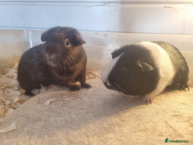 Guinea Pig rodents - Advert 1