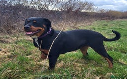 Rottweiler dogs for sale: READY NOW- Beautiful Rottweiler Puppies - Image 23