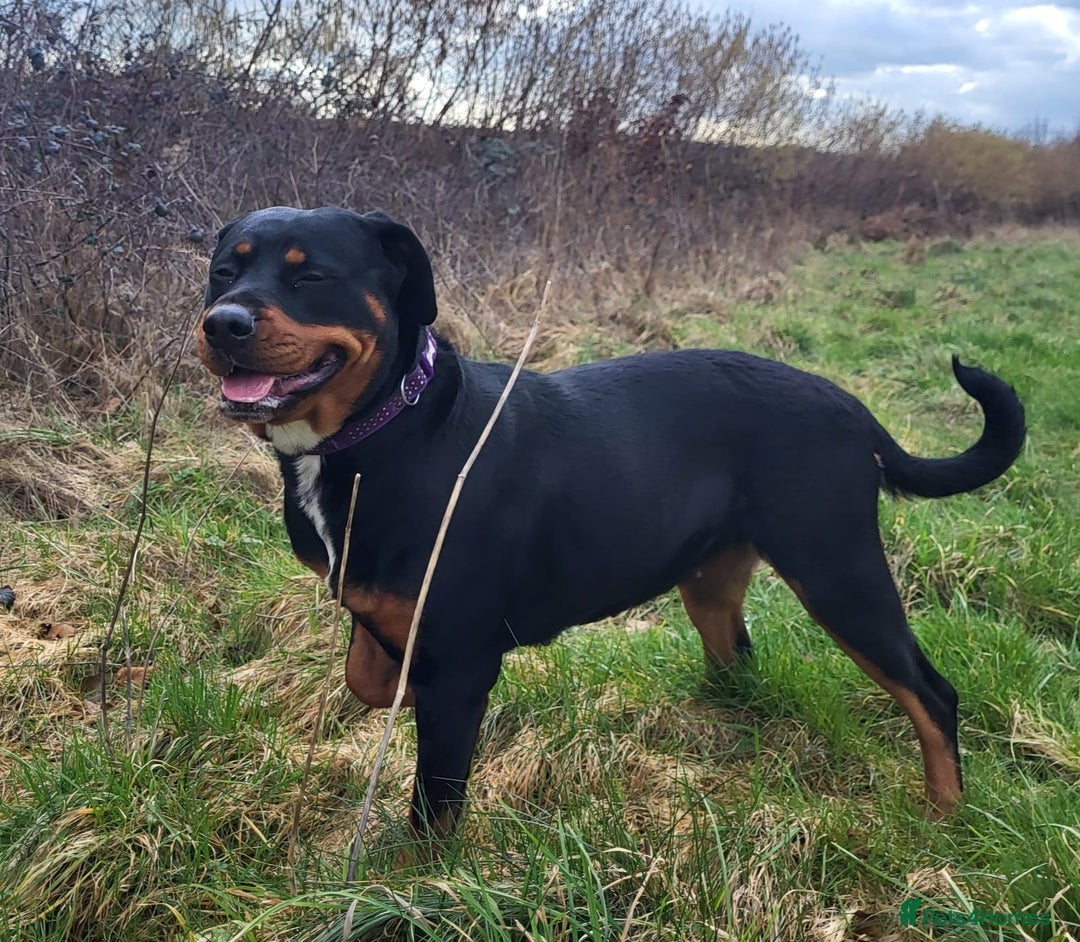 Rottweiler dogs for sale: READY NOW- Beautiful Rottweiler Puppies - Image 23