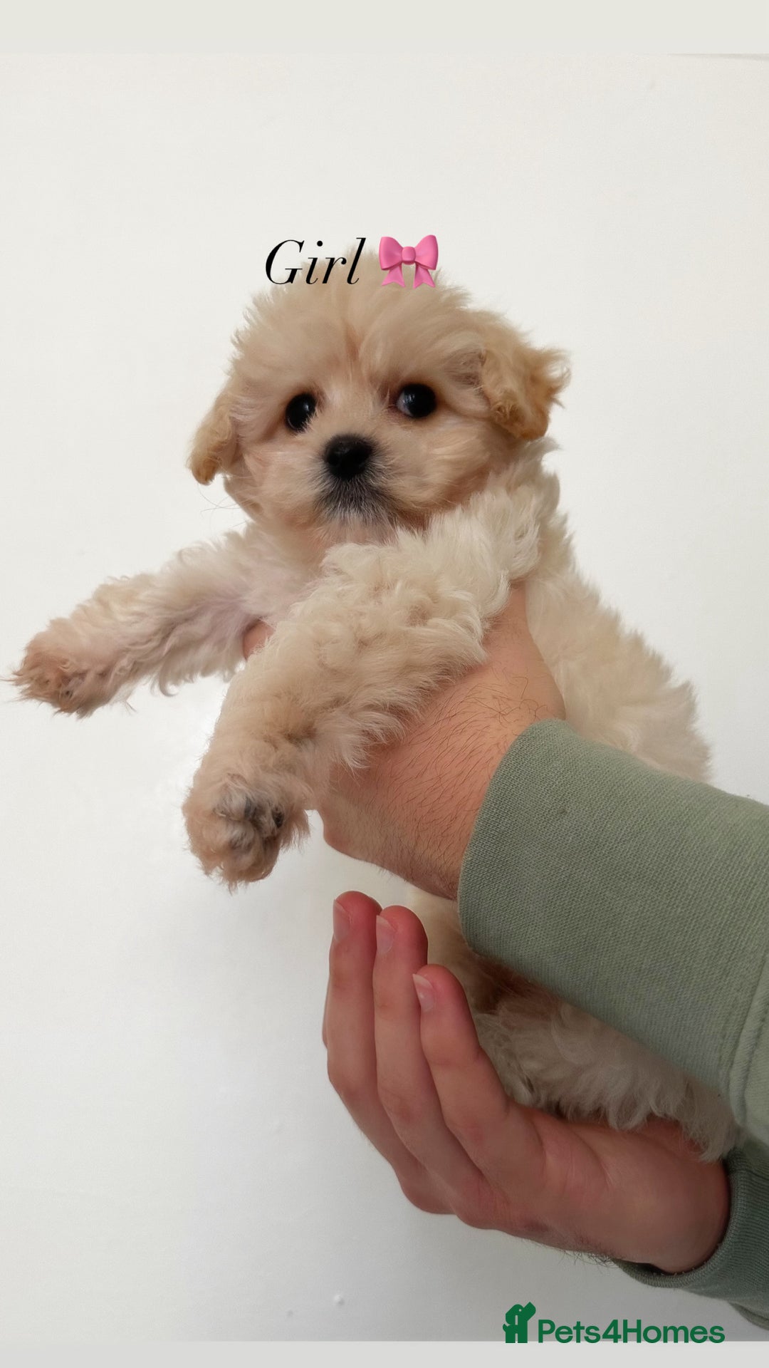 Maltipoo dogs for sale: Cream F1 Maltipoos 🐶🩵🎀 - Advert 7