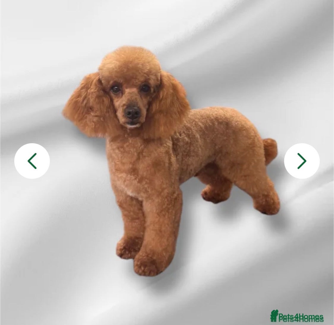Maltipoo dogs Stunning Maltipoo Boy - Advert 2