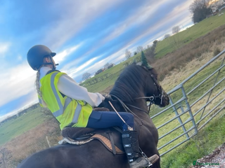 Highland horses 13.2 pony looking for a job to do - Advert 5