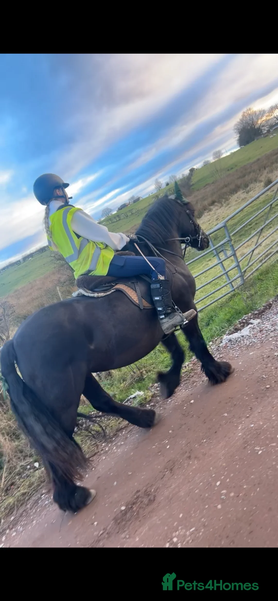 Highland horses for sale: 13.2 Welsh x pony looking for her next family  - Advert 2