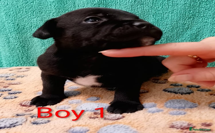 Staffordshire Bull Terrier dogs - Advert 4