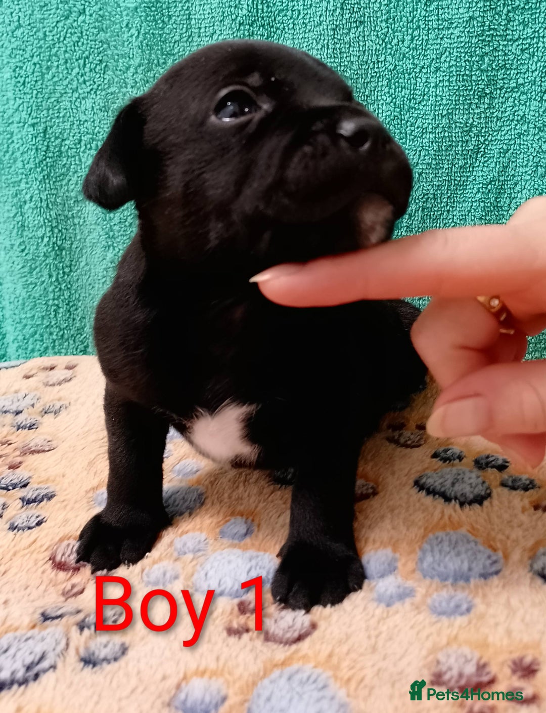 Staffordshire Bull Terrier dogs for sale: KC Registered Champions Bloodline Show Quality  - Image 1