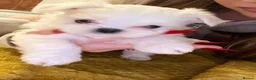 Maltese dogs for sale: Beautiful Maltese puppies home raised & socialised - Advert 11