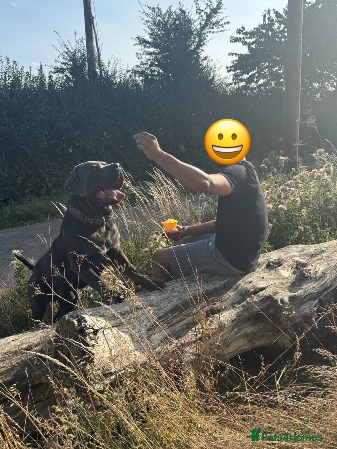 Cane Corso dogs for stud: Baloo  - Advert 8