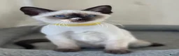 Siamese cats for sale: GCCF Registered Traditional Siamese Kittens  - Advert 7