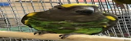 Parrots birds for sale: Stunning Parrots/Parakeets/Amazons  - Advert 23