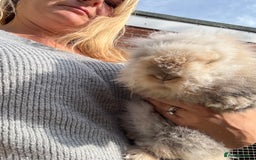 Lionhead rabbits for sale: Pablo - Image 4